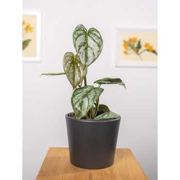 Filodendron Brandtianum