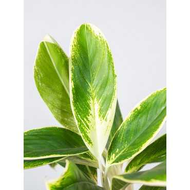 Aglaonema 'Madagascar'