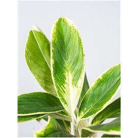 Aglaonema 'Madagascar'