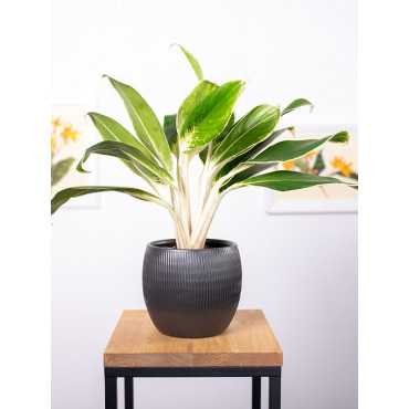 Aglaonema 'Madagascar'