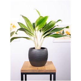 Aglaonema 'Madagascar'