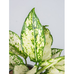Aglaonema 'White Kiwi'