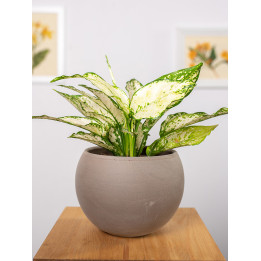 Aglaonema 'White Kiwi'