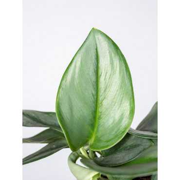 Epipremnum 'Moonlight'