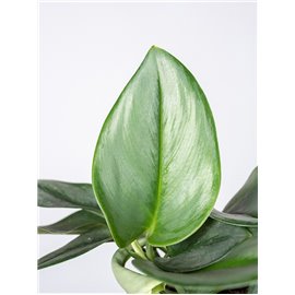 Epipremnum 'Moonlight'