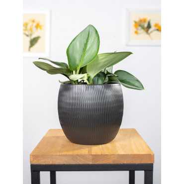 Epipremnum 'Moonlight'