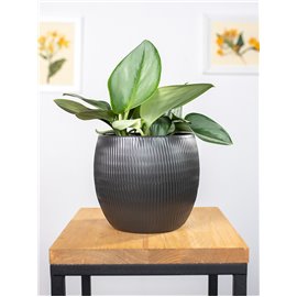 Epipremnum 'Moonlight'