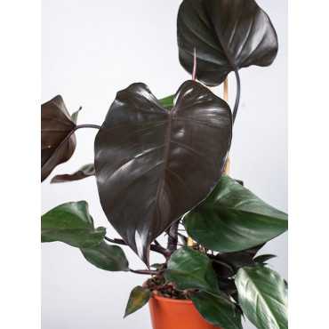 Filodendron 'New Red'