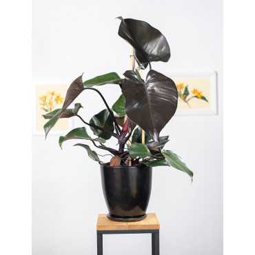 Filodendron 'New Red'
