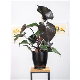 Filodendron 'New Red'