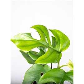 Monstera siltepecana