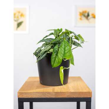 Monstera siltepecana