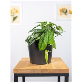 Monstera siltepecana