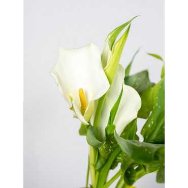 Zantedeschia 'Crystal Blush'