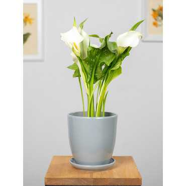 Zantedeschia 'Crystal Blush'