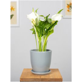 Zantedeschia 'Crystal Blush'