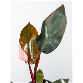 Filodendron 'Pink Princess' | Mały