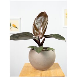 Filodendron 'Black Cardinal'