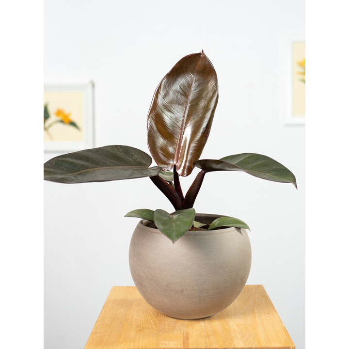Filodendron 'Black Cardinal'
