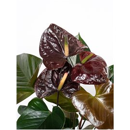 Anturium 'Giant Chocolate'
