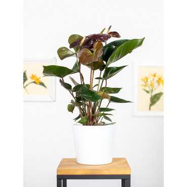 Anturium 'Giant Chocolate'