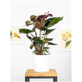 Anturium 'Giant Chocolate'