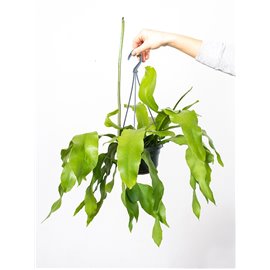 Epifylum ostropłatkowe | Wiszące