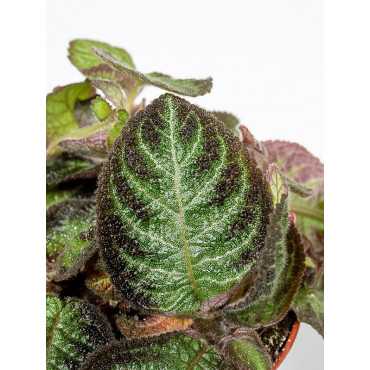 Episcia 'Pink Panter'