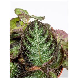 Episcia 'Pink Panter'
