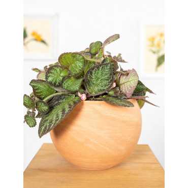 Episcia 'Pink Panter'