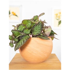 Episcia 'Pink Panter'