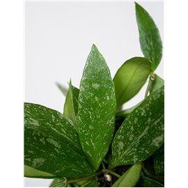 Hoja kroniana