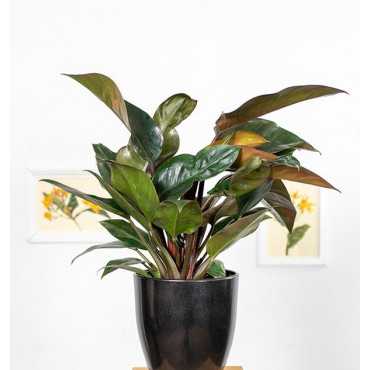 Filodendron 'Congo Rojo'