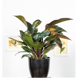 Filodendron 'Congo Rojo'