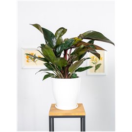 Filodendron 'Congo Rojo'