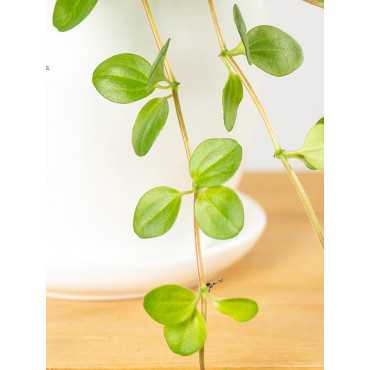 Peperomia okrągłolistna