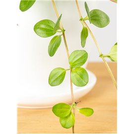 Peperomia okrągłolistna