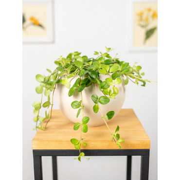 Peperomia okrągłolistna