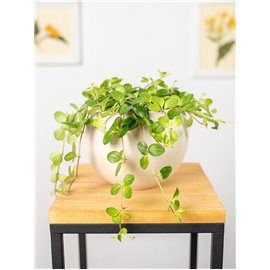 Peperomia okrągłolistna