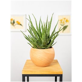 Aloes niski | Mały