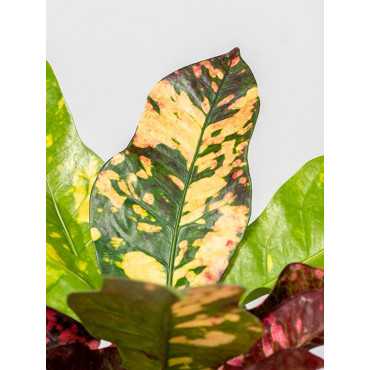 Kroton 'Magnificent'