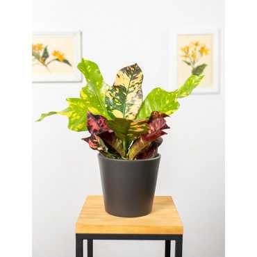 Kroton 'Magnificent'