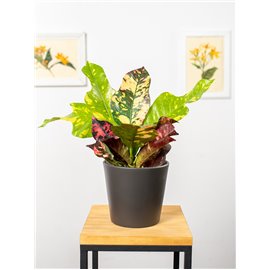 Kroton 'Magnificent'