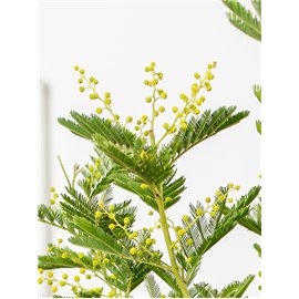 Akacja mimoza