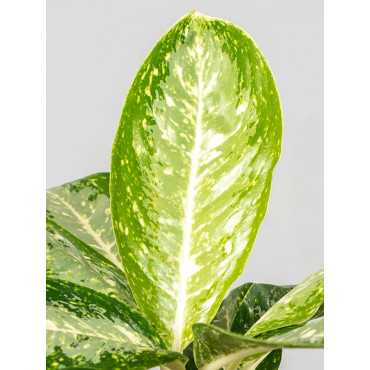 Aglaonema 'Milky Way'