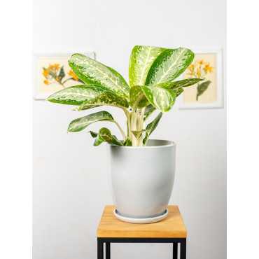 Aglaonema 'Milky Way'