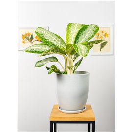 Aglaonema 'Milky Way'