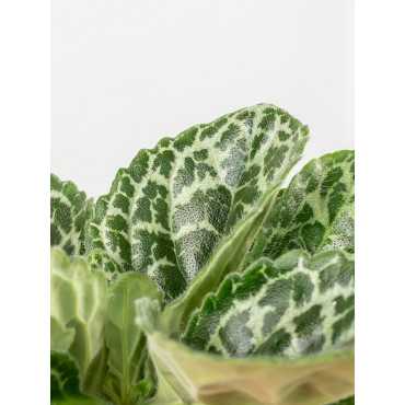 Skrętnik 'Pretty Turtle'