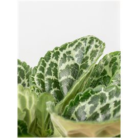 Skrętnik 'Pretty Turtle'