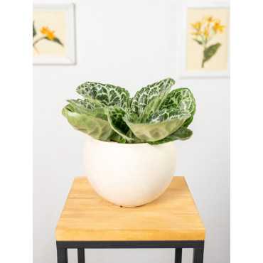 Skrętnik 'Pretty Turtle'